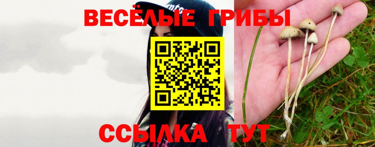 Сунжа  Псилоцибиновые грибы Cubensis  Вход с VPN 